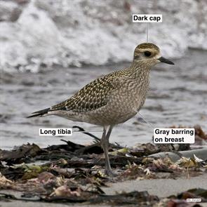 american.golden-plover.winthrop.beach.2016.09.18.P1200715.jpg