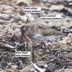 dunlin.winthrop.beach.2016.10.01.P1220694.jpg