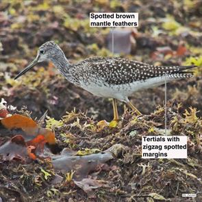 greater.yellowlegs.winthrop.beach.2013.09.01.DSCN1894.jpg