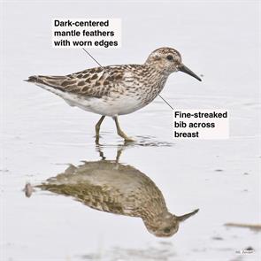 least.sandpiper.rumney.marsh.2019.07.17.P2390038.jpg