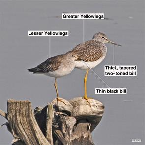 greater.yellowlegs.lesser.yellowlegs.cape.may.2021.leye.jpg