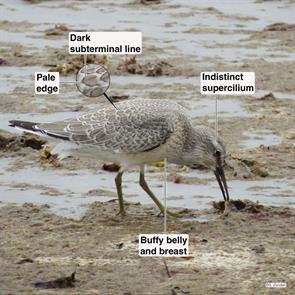 red.knot.nahant.beach.2014.08.22.IMG_4177.jpg