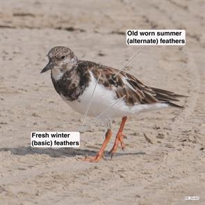 ruddy.turnstone.bolivar.2017.10.18.P1710112.jpg