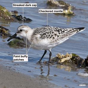 sanderling.winthrop.beach.2016.08.30.P1180978.jpg