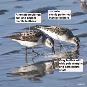 semipalmated.sandpipers.pop.2021.08.24.P2870347.jpg