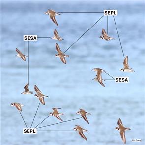 semipalmated.plovers.semipalmated.sandpipers.parker.river.nwr.2021.08.21..jpg