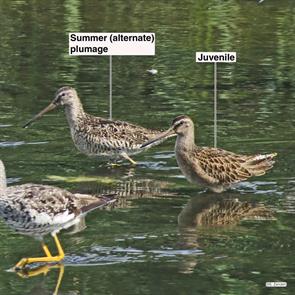 short-billed.dowitchers.lewis.lake.2014.08.07.IMG_3716.jpg