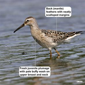 stilt.sandpiper.lawrence.master.willsboro.ny.2007.08.22.IMG_4737c.jpg