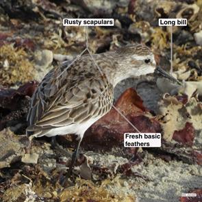 western.sandpiper.winthrop.beach.2014.09.03..IMG_4503.jpg