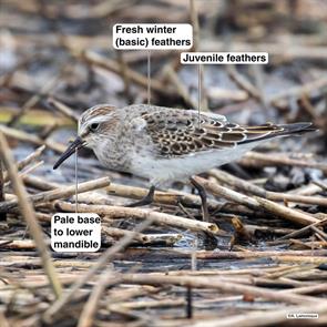 white-rumped.sandpiper.cape.may.2021.10.12.ML412039921.jpg