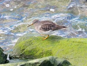 Purple Sandpiper photographic ID guide