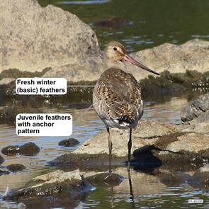 hudsonian.godwit.lynn.2015.09.20.IMG_6830.jpg