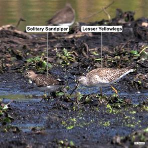 solitary.sandpiper.lesser.yellowlegs.arlington.reservoir.2023.09.22P1200095-2.jpg