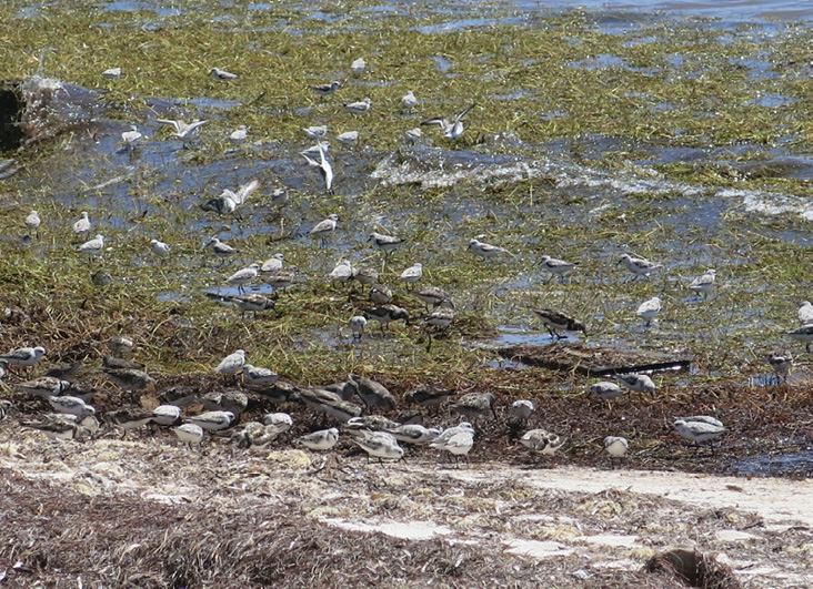 Assets/bo48-4/(Figure_1)sanderlings,_turnstones,_waves.jpg