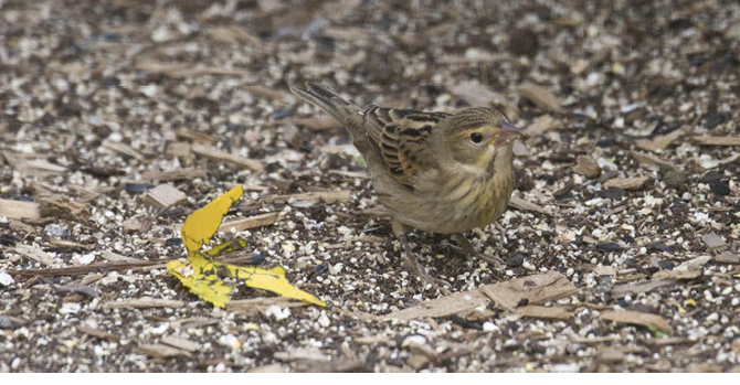 Assets/bo49-1/AAG_DEC_20_Dickcissel.Eastham,_Oct.2020.png