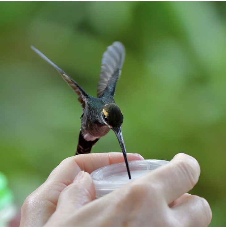 White-whiskered Hermit feeding from Martha’s hands. Photograph by LeBaron Briggs.