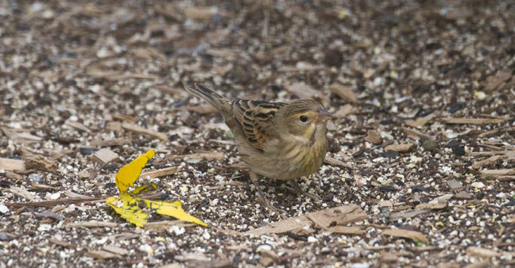 Assets/bo48-6/AAG_DEC_20_Dickcissel.Eastham,_Oct.2020.jpg