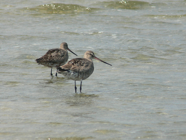 October 2018 | Photo Essay: Godwits