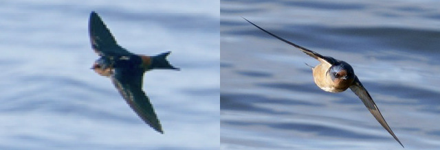 Images 1 and 2. Side view and front view of the hybrid Barn Swallow x Cave Swallow. All photographs by the author.