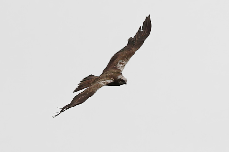 Western Marsh Harrier by Gary Jarvis