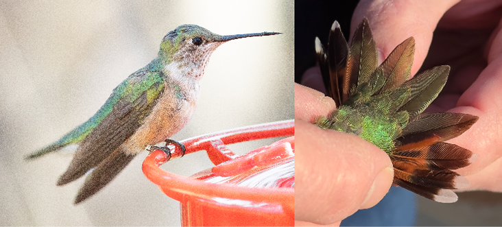 Broad-tailed Hummingbird by Doug Hitchcox