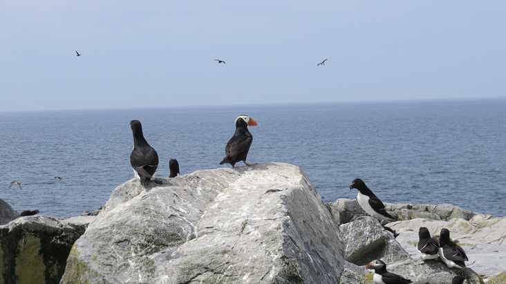 Tufted Puffin by Nancy Walker