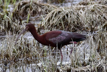 White-faced Ibis by Cristine Van Dyke
