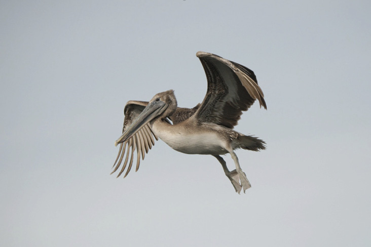 Brown Pelican. January 4, 2019. Galilee Harbor, Narragansett. Photograph by Paul L’Etoile.