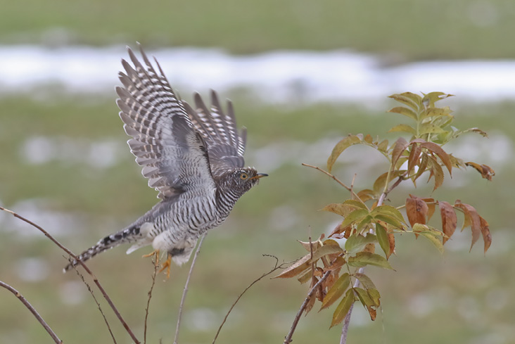 Common Cuckoo. November 1, 2020. Snake Den State Park, Johnston. Photograph by Jeremiah Trimble.