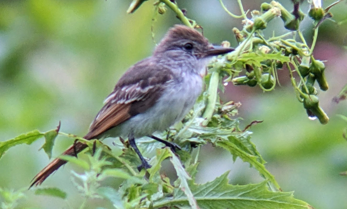 Ash-throated Flycatcher by Jon Skinner