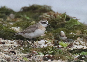 Lesser Sand-Plover by Andy Sanford