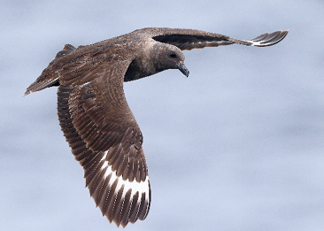 South Polar Skua by Sam Zhang