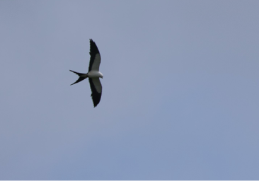 Swallow-tailed Kite by Peter Crosson