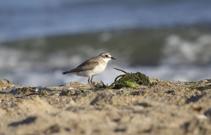 Lesser Sand-Plover at South Cape Beach, August 14, 2023. Photograph by Mary Keleher.