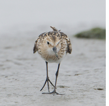 Little Stint, July 30, 2020. Charlestown Breachway, Charlestown. Photograph by Paul L’Etoile.