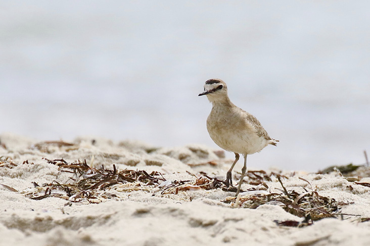 Mountain Plover. All photographs by the author.