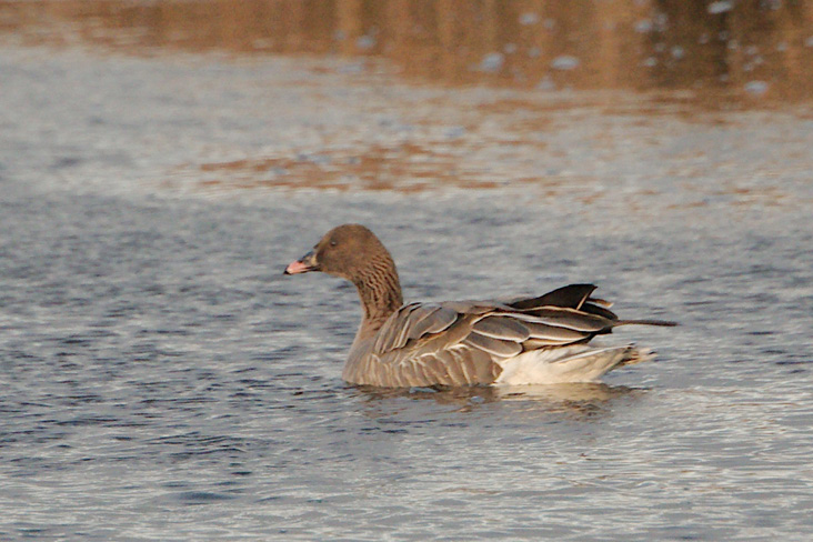 Pink-footed Goose. December 15, 2019. Third Beach Restoration Area, Middletown. Photograph by Paul L’Etoile.