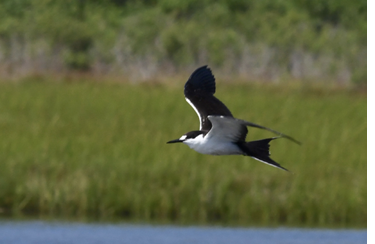 Sooty Tern. August 5, 2020. Charlestown Breachway, Charlestown. Photograph by Dan Finizia.