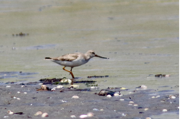 Terek Sandpiper. June 28, 2020. Napatree Point, Westerly. Photograph by Carlos Pedro.