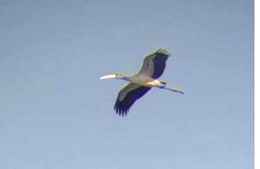 Wood Stork. November 3, 2019. Block Island. Photograph by Liam Corcoran.
