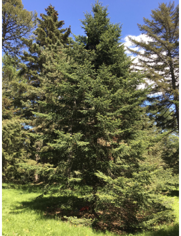 Balsam Fir. Photograph by Plant Image Library.