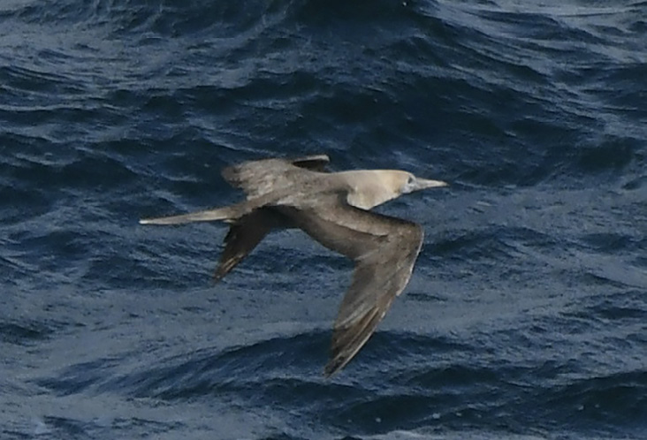 Following a flight line that many seabirds take, this Red-footed Booby rounded the northwestern tip of Cape Ann close to shore on October 4, 2022, establishing a first state record. Photograph by Suzanne Sullivan.