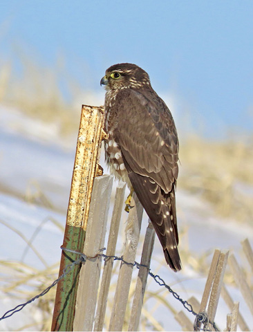 Bird Sightings: January–February 2024