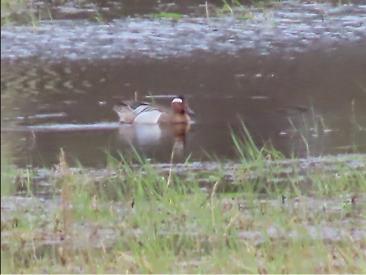 Garganey by Reinhard Vehring