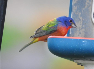 Painted Bunting by Joe Follansbee