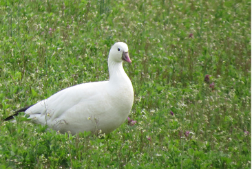 Ross’s Geese by Chris Floyd