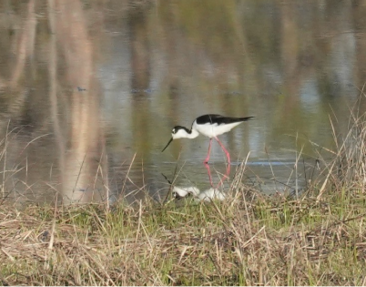 Black-necked Stilt by Jim MacDougal