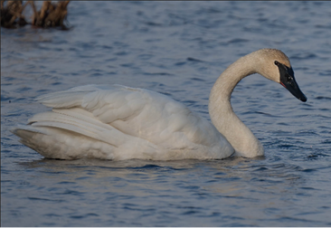 Trumpeter Swan by Bill Millett