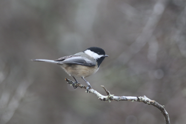 A Black-capped Chickadee on Tuckernuck Island. Photograph by the author