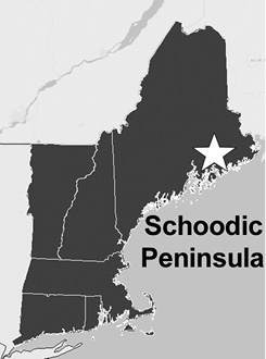 Birds of Acadia National Park’s Schoodic Peninsula, Maine